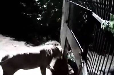 Lions Vs Dogs: Only Gate Separating Them, Gujarat Video Showing Faceoff Goes Viral | WATCH