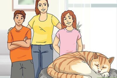How to Adopt an Old Cat