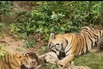 Tigress Enjoying Sumptuous Meal With Her Five Cubs Will Teach You a Lesson About Family Bond