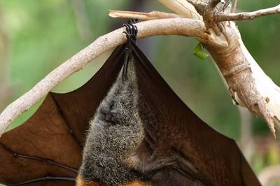 Cambodia Bat Researchers on Mission to Track Origin of Covid-19
