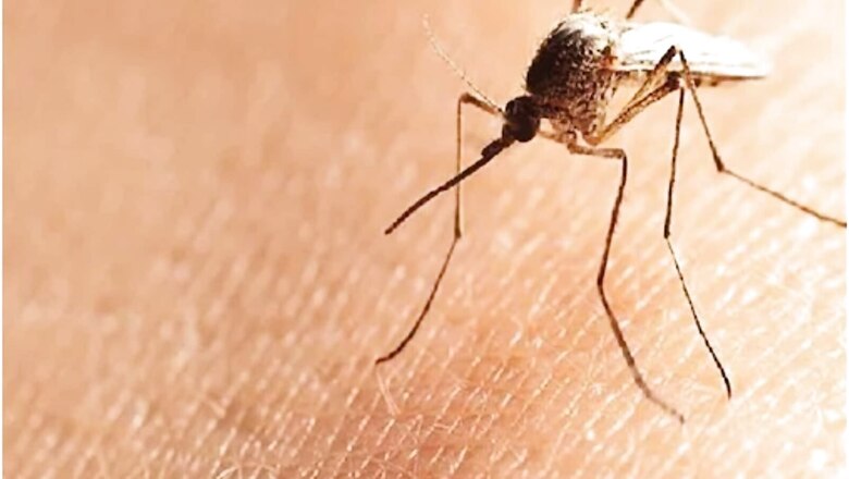 211 Dengue Cases in Delhi This Year; 53 in Last 1 Week