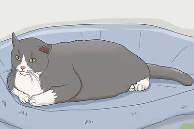 How to Gain a Cat's Trust