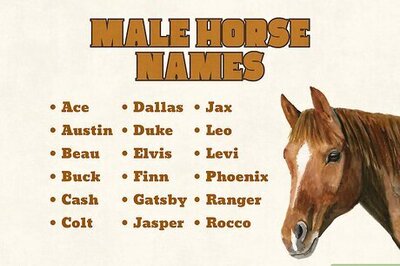 360+ Funny & Unique Horse Names for Your Equine Friend