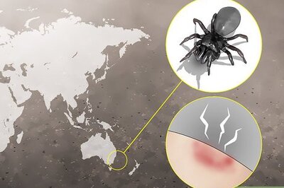 How to Treat Spider Bites
