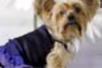 Oscar fashion goes to the dogs, for real