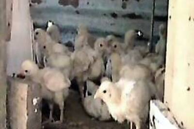 Turkey: Two more die of Bird flu