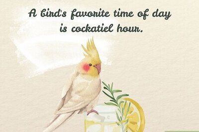 150+ Hilarious & Clever Bird Puns, Jokes & Riddles