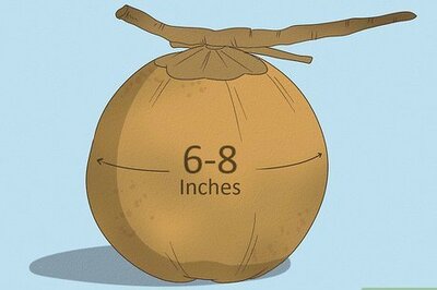 How to Harvest a Coconut