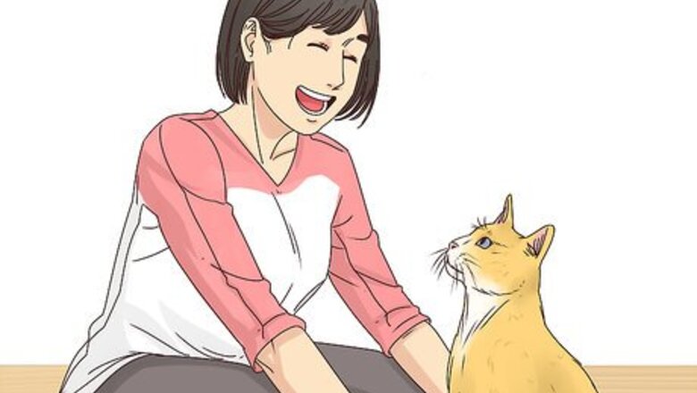 How to Get Your Cat to Like You