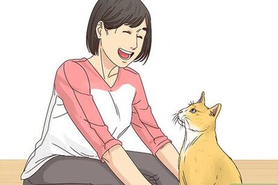 How to Get Your Cat to Like You