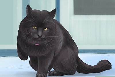 How to Diagnose and Treat Blood Clots in Cats