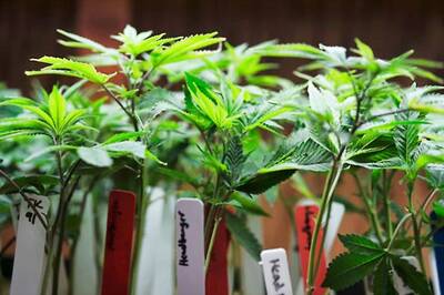 These Are All the Legalised Pot Spots Around The World