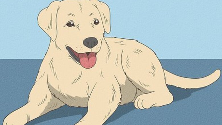How to Know if a Puppy Is Old Enough to Neuter or Spay