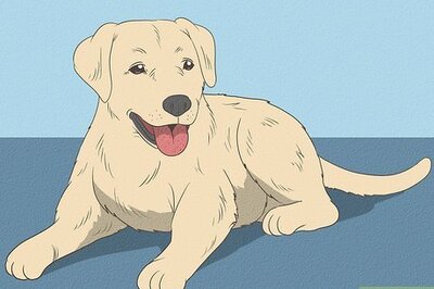 How to Know if a Puppy Is Old Enough to Neuter or Spay