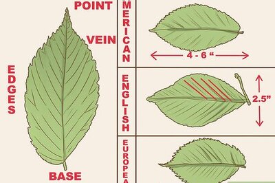 How to Identify an Elm Tree