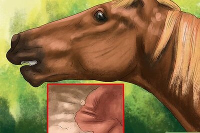 How to Spot Ulcer Symptoms in Horses