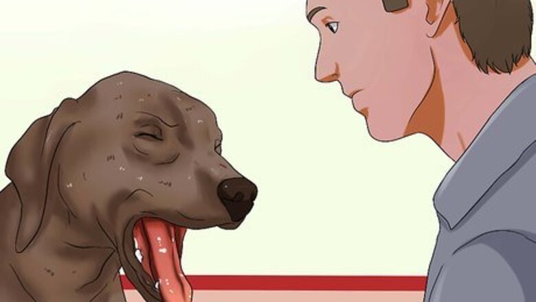 How to Diagnose Dog Flu