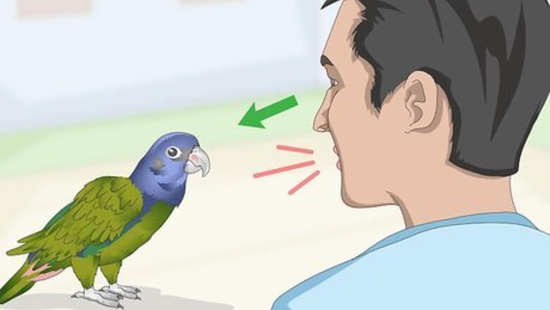 How to Teach a Pionus Parrot to Speak