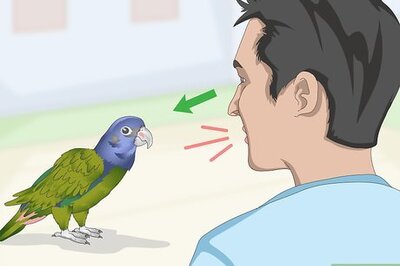 How to Teach a Pionus Parrot to Speak