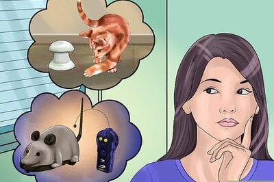 How to Choose Automated Cat Toys