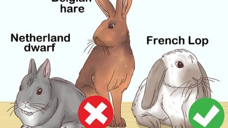 How to Choose a Rabbit Breed
