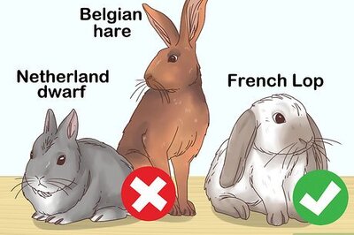 How to Choose a Rabbit Breed