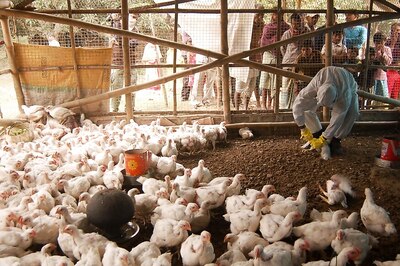 Centre Forms Three-member Committee to Keep Bird Flu in Check
