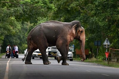 Mahout of Missing Delhi Elephant Laxmi Sent to One-day Police Custody