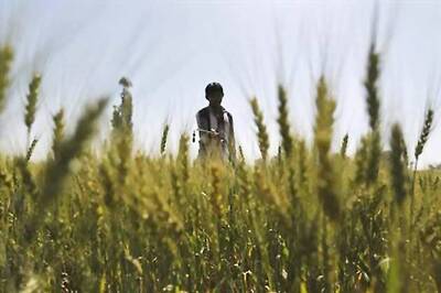 Kerala rubber farmers in crisis