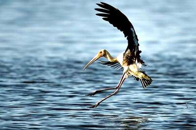 Male Stork Flies 14,000 Km Every Year To Be With The Love Of His Life