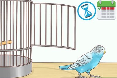 How to Keep a Parakeet Safe Out of Its Cage