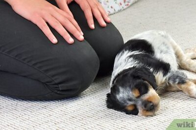 How to Carry a Puppy