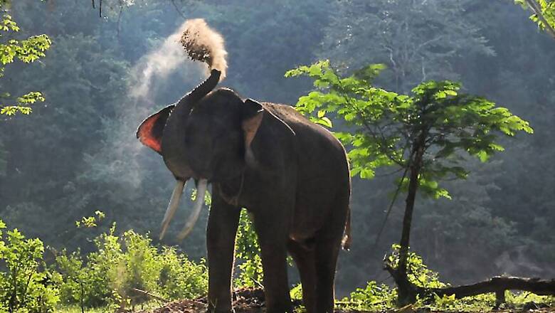 Uttarakhand HC Bans Elephant Joyrides; Puts Restriction on Vehicles in Corbett, Rajaji Reserves