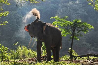 Uttarakhand HC Bans Elephant Joyrides; Puts Restriction on Vehicles in Corbett, Rajaji Reserves