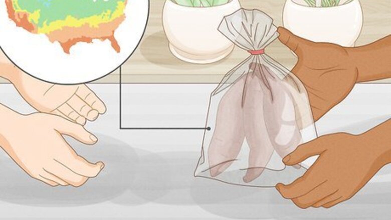 How to Sprout Sweet Potatoes