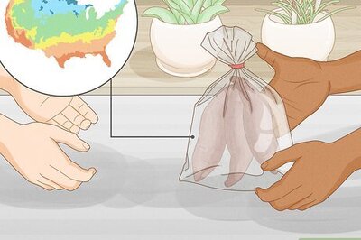 How to Sprout Sweet Potatoes