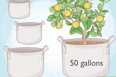 How to Plant Using Growing Bags