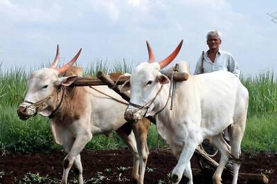 Maharashtra Cabinet’s Helping Hand to Farmers, 10 mm Rain for 5 Days to be Considered ‘Natural Calamity’