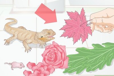How to Feed a Bearded Dragon