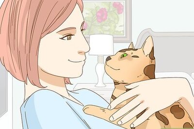How to Keep a Bengal Cat Happy