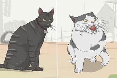 How to Befriend a Wild Cat or Kitten