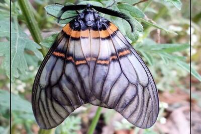 After Nearly 125 Years, Rare Day Flying Moth 'Achelura Bifasciata’ Sighted in Uttarakhand