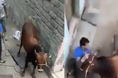 Man Gets Trampled by Cow After Kicking and Grabbing its Tail, Internet Calls it 'Instant Karma'