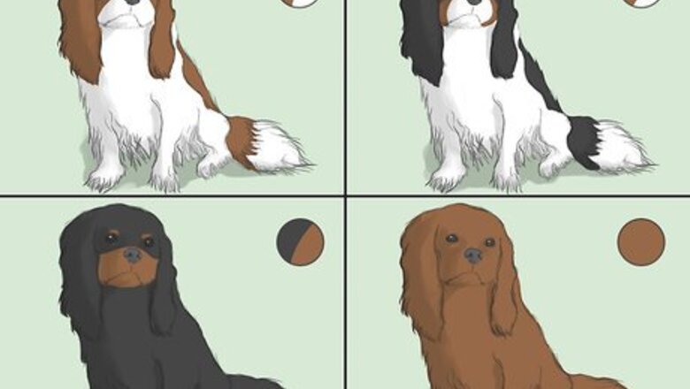 How to Select a Cavalier King Charles Spaniel