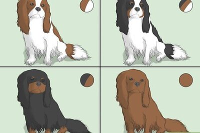 How to Select a Cavalier King Charles Spaniel