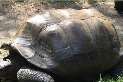 Hyderabad Zoo’s Star Tortoise Chanakya Dies At the Age of 125