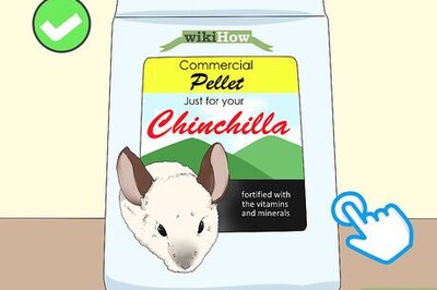 How to Feed a Chinchilla