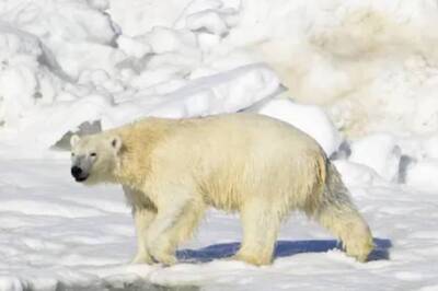 This Deadly Face-Off Between Man And Polar Bears Deserves Your Attention