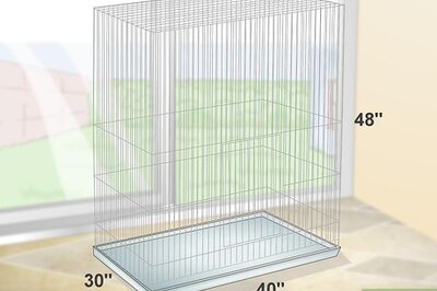 How to Take Care of Cockatoos