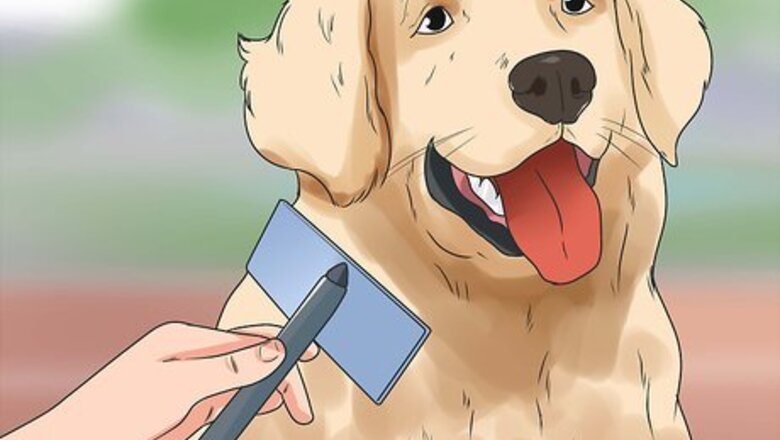 How to Get Your Golden Retriever to Shed Less
